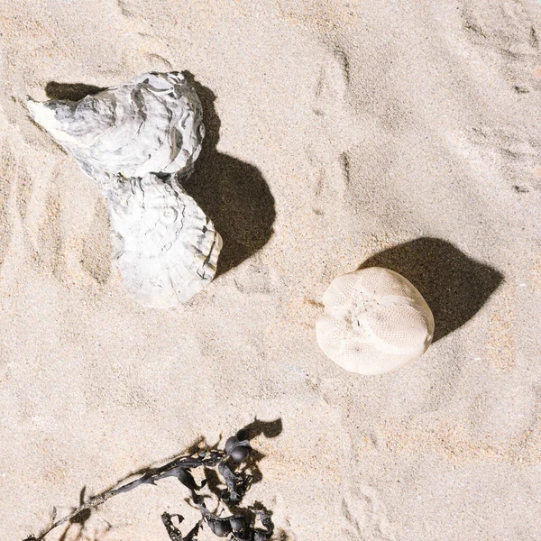 Sea Urchin Sea Shells Dry Seaweeds Summer Sandy Beach Flat — Stock Photo, Image