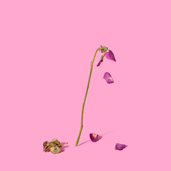 Умирающий Цветок Розы Детский Розовый Одинокий Фон Абстрактный Дизайн — стоковое фото