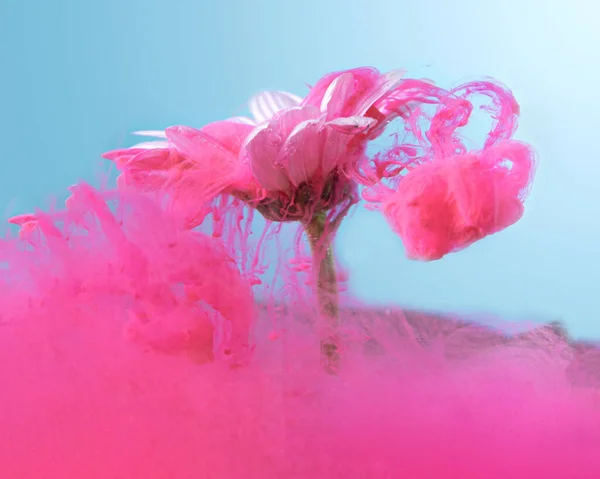 Egyedülálló Absztrakt Víz Alatti Virág Koncepció Egy Százszorszép Gerbera Borító — Stock Fotó