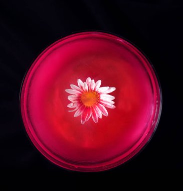 Dairesel güzel soyut çiçek konsepti. Suda yüzen tek bir beyaz papatya. Bulutlu kırmızı ve siyah arkaplan karşısında kırmızı akrilik boya ile kaplanmış.