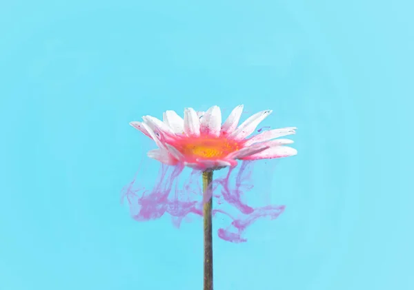Schöne Abstrakte Unterirdische Blume Konzept Ein Einziges Weißes Gänseblümchen Mit — Stockfoto