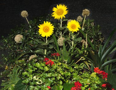 Ortadaki üç sarı ayçiçeğinden oluşan eşsiz bir düzenleme, taze yeşim bitkileri, doğal soğan çiçekleri, aloe vera, organik kivi ağacı yaprakları, ve kırmızı pelargonium.