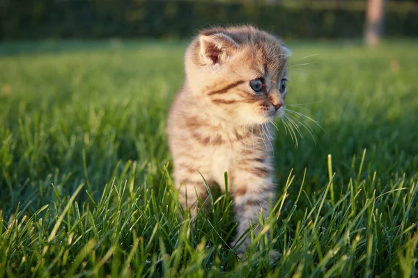 Rödhårig liten kattunge sitter, springer och leker i det gröna gräset, tittar bort — Stockfoto