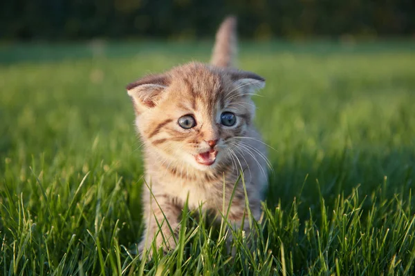 赤い毛の小さな子猫が座り、走り、緑の芝生で遊んで、カメラと傷を見て、 ストック写真