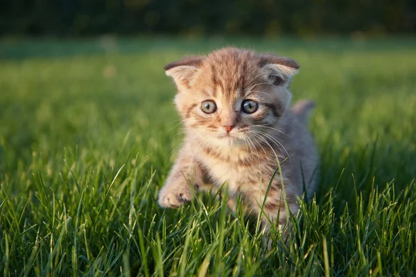 緑のジューシーな草の中に座ってカメラ側の景色を見ている小さな赤い子猫 ストック画像