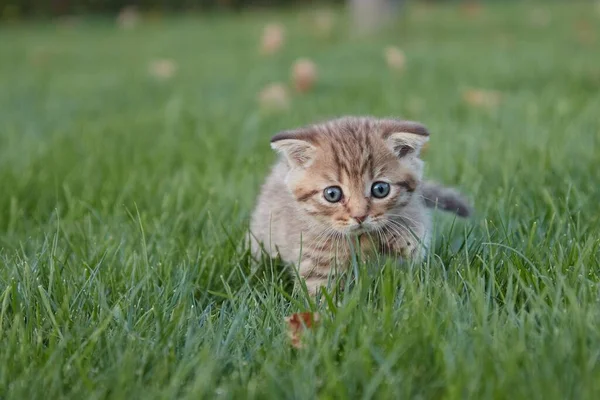 Un petit chaton rouge dans l'herbe verte s'assoit et regarde la caméra et joue dans l'herbe brouillé premier plan et arrière-plan — Photo