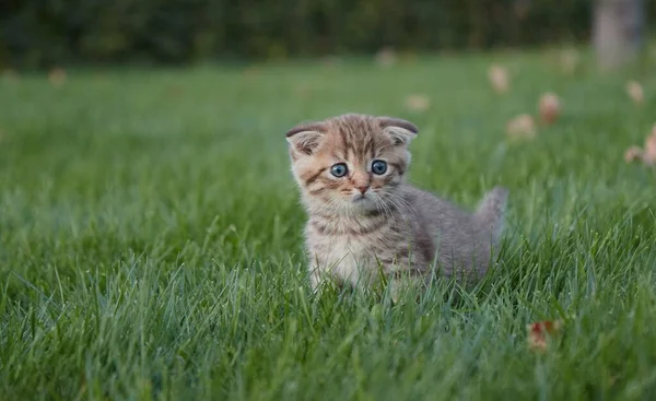 Un petit chaton rouge dans l'herbe verte s'assoit et regarde la caméra et joue dans l'herbe brouillé premier plan et arrière-plan — Photo