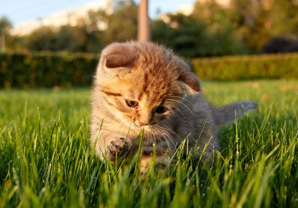 Yeşil çimenlikteki küçük kırmızı bir kedi yavrusu oturur ve kameraya bakar ve çimenlerde oynar. Ön plan ve arka plan bulanıktır. — Stok fotoğraf