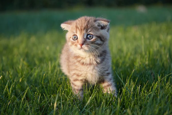 Un petit chaton rouge dans l'herbe verte s'assoit et regarde la caméra et joue dans l'herbe brouillé premier plan et arrière-plan — Photo