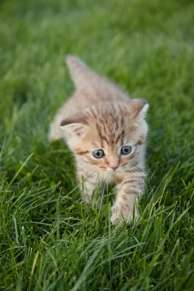 En liten röd kattunge i grönt gräs sitter och tittar på kameran och spelar i gräset suddig förgrund och bakgrund — Stockfoto