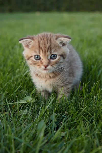 Yeşil çimenlikteki küçük kırmızı bir kedi yavrusu oturur ve kameraya bakar ve çimenlerde oynar. Ön plan ve arka plan bulanıktır. — Stok fotoğraf