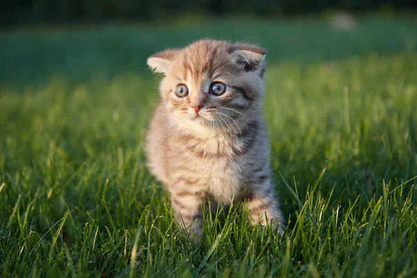 緑の草の小さな赤い子猫が座ってカメラを見て前景と背景がぼやけている草の中で遊んでいます ストックフォト