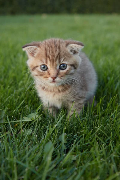 緑の草の小さな赤い子猫が座ってカメラを見て前景と背景がぼやけている草の中で遊んでいます ロイヤリティフリーのストック写真