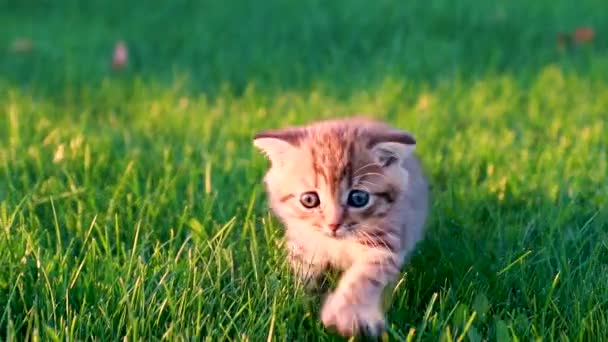 小红猫偷偷摸摸地在青草中走着，镜框里模糊的背景 — 图库视频影像