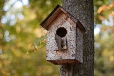 Ağaçların gövdesindeki bir dalda kuş evi. Sonbaharda parkta, ormanın arka planında bulanık.