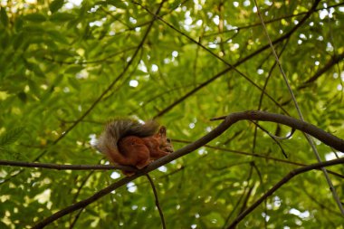 Ağaç gövdesinde küçük tüylü bir sincap kemirgen pençelerinde fındık tutuyor ve bulanık bir arka plan yiyor.