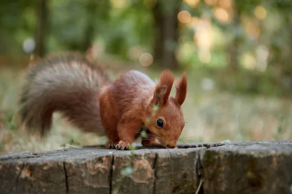 Squirrel in the forest on a stump eats a nut, fluffy tail, autumn, fallen leaves — Stock Photo, Image