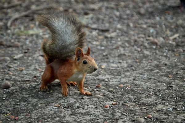 Squirrel searches for nuts and eats in the forest on the ground, fluffy tail, autumn, fallen leaves — Stock Photo, Image