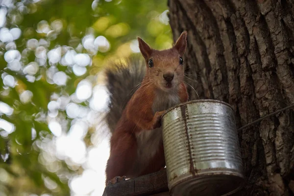 Squirrel eats from a feeder in the forest on a tree trunk, fluffy tail, autumn, fallen leaves — Stock Photo, Image