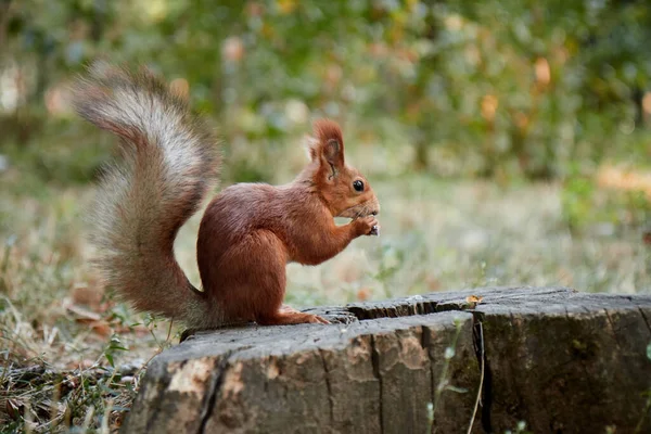 Squirrel in the forest on a stump eats a nut, fluffy tail, autumn, fallen leaves — Stock Photo, Image