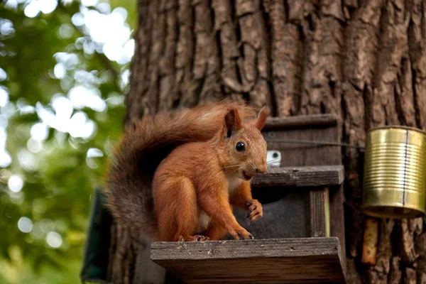 Squirrel eats from a feeder in the forest on a tree trunk, fluffy tail, autumn, fallen leaves — Stock Photo, Image