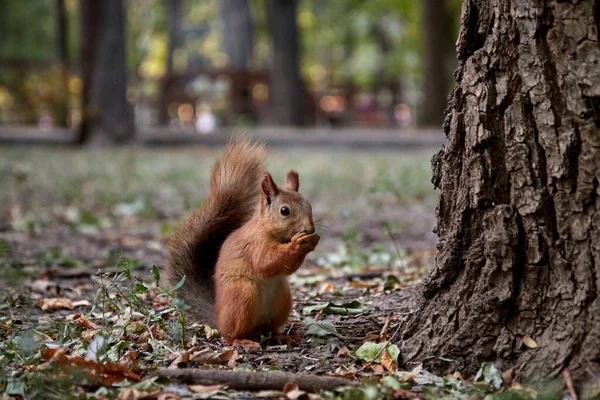 Squirrel searches for nuts and eats in the forest on the ground, fluffy tail, autumn, fallen leaves — Stock Photo, Image