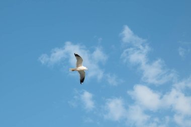 a gull bird flies in the sky close up