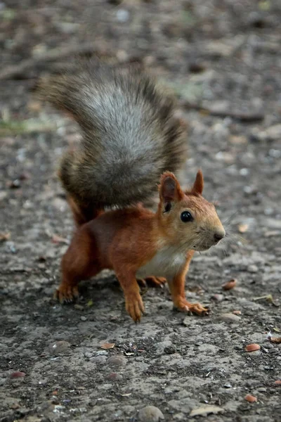 Squirrel searches for nuts and eats in the forest on the ground, fluffy tail, autumn, fallen leaves — Stock Photo, Image