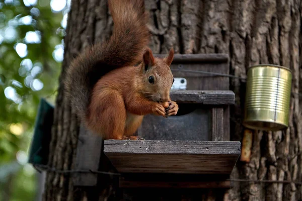 Squirrel eats from a feeder in the forest on a tree trunk, fluffy tail, autumn, fallen leaves — Stock Photo, Image