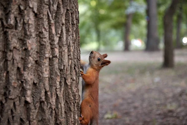 Écureuil dans la forêt sur un tronc d'arbre, queue duveteuse, automne, feuilles tombées — Photo