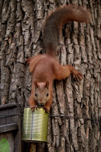 Squirrel eats from a feeder in the forest on a tree trunk, fluffy tail, autumn, fallen leaves — Stock Photo, Image