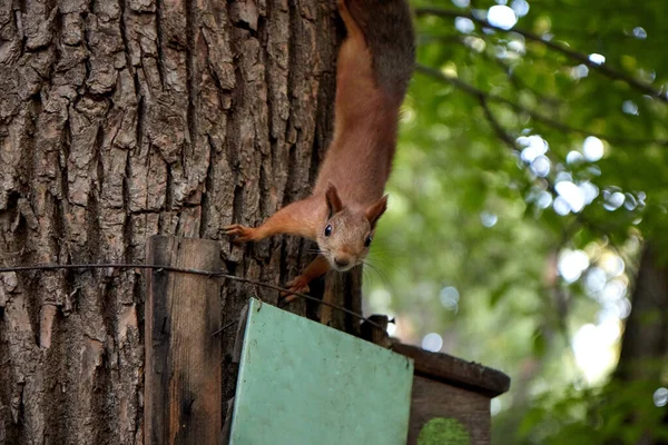 Eichhörnchen frisst vom Futterhäuschen im Wald am Baumstamm, flauschiger Schwanz, Herbst, abgefallene Blätter — Stockfoto