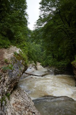 Dağ nehri, yeşillik, ıslak kayalar, kayalar ve yağmur ormanları, yaz ormanı manzarası.