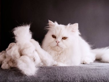 beyaz kedi ve kedi tüyü