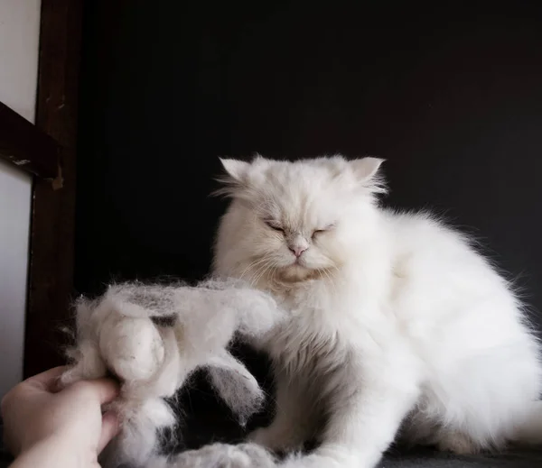 Pelo Blanco Gato Gato —  Fotos de Stock