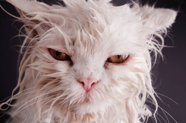 Kedi banyodan çıktı.