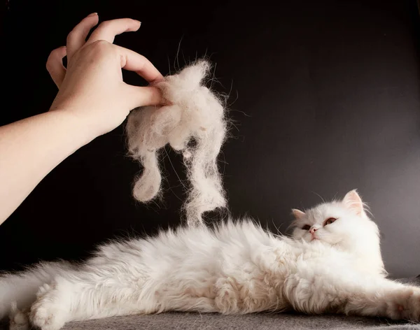 white cat and cat hair