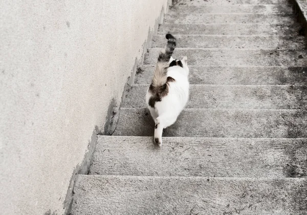 Gato Descendo Escadas — Fotografia de Stock