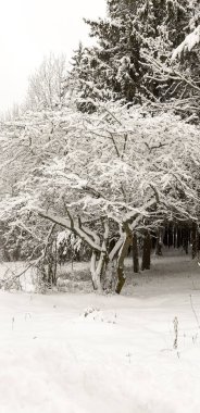 köknar ağacının arka planında karla kaplı bir ağaç.