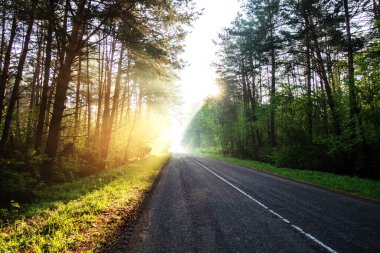 Güneş 'e giden yol Ormanın içinde sabahın erken saatlerinde