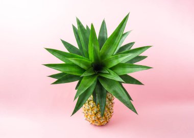 Açık pembe arka planda bir ananas.
