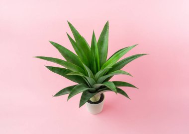 Açık pembe arkaplanda ananas yaprakları.