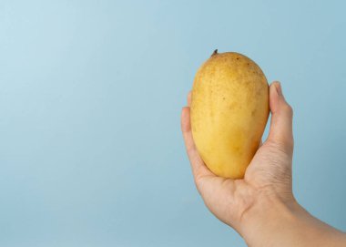 Bir adam bir kopya alanı ile mango tutun.