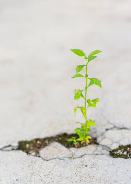 Yerdeki çatlaklarda bitkiler.