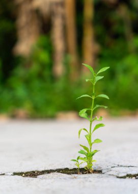 Yerdeki çatlaklarda bitkiler.