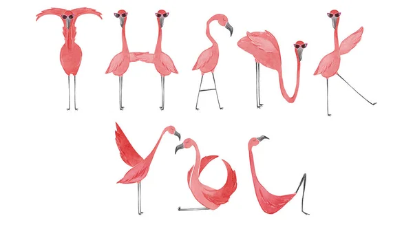 Tangan digambar flamingo cat air. Flamingo terima kasih banyak — Stok Gambar Tangan Digambar Flamingo Cat Air Flamingo Terima Kasih Banyak Stok Lukisan