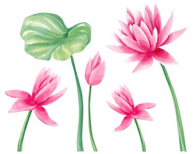 Lotus çiçekli suluboya seti. El çizimi suluboya çizimi
