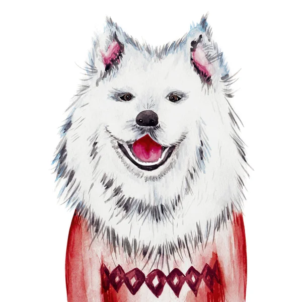 Watercolor Eskimo Dog Sweater Chinese New Year Dog Christmas Greeting — Stock Photo, Image