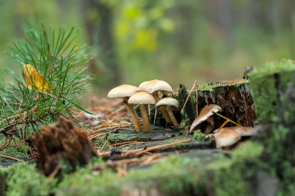 Cogumelos em um toco — Fotografia de Stock