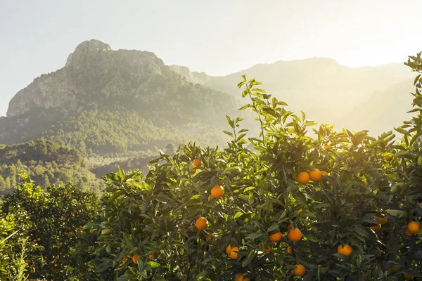 Sóller pomarańcze pole. Majorka — Zdjęcie stockowe